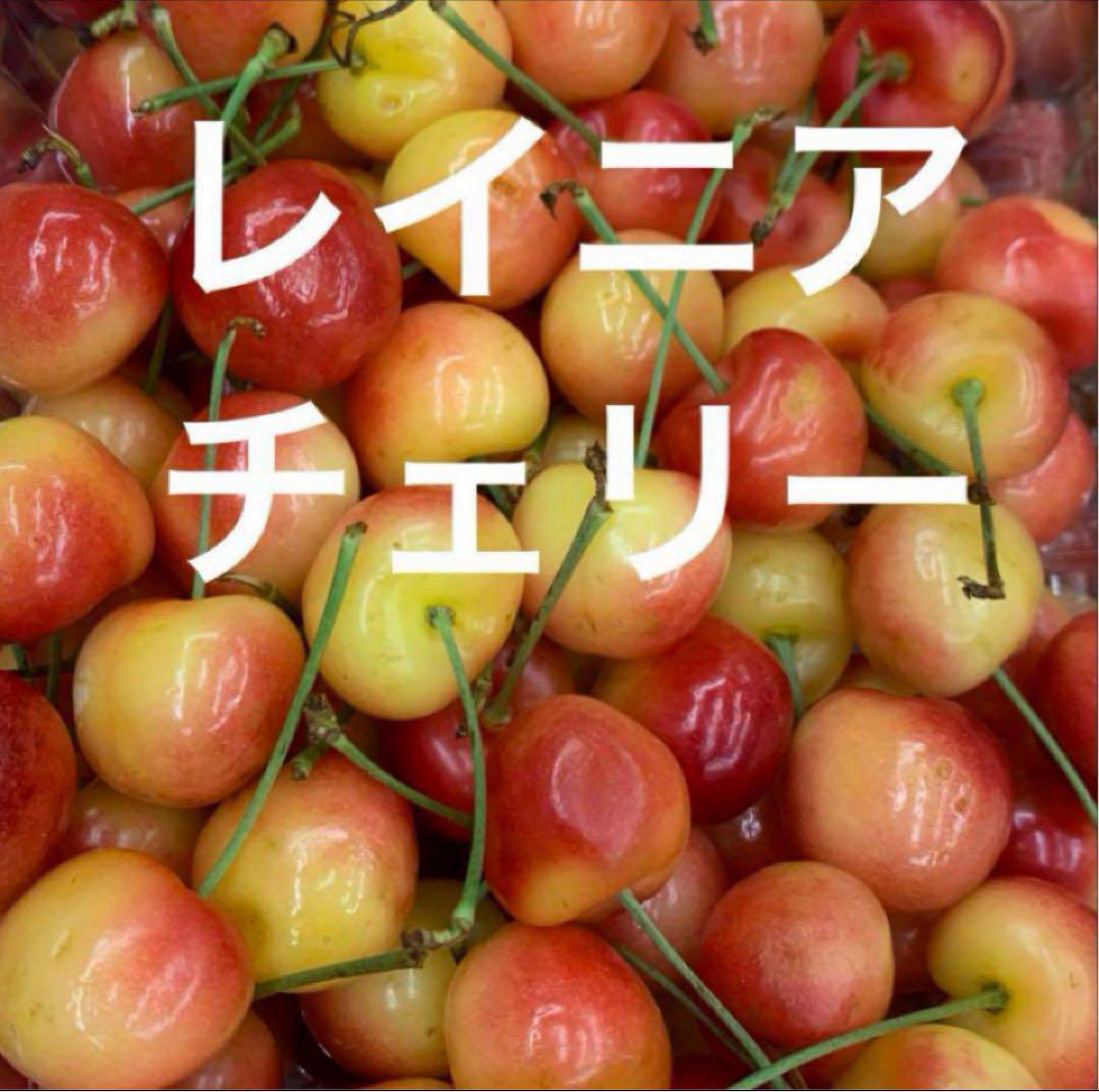 レイニアチェリー 800g 幻のさくらんぼ　美味しい　人気　チェリー　果物