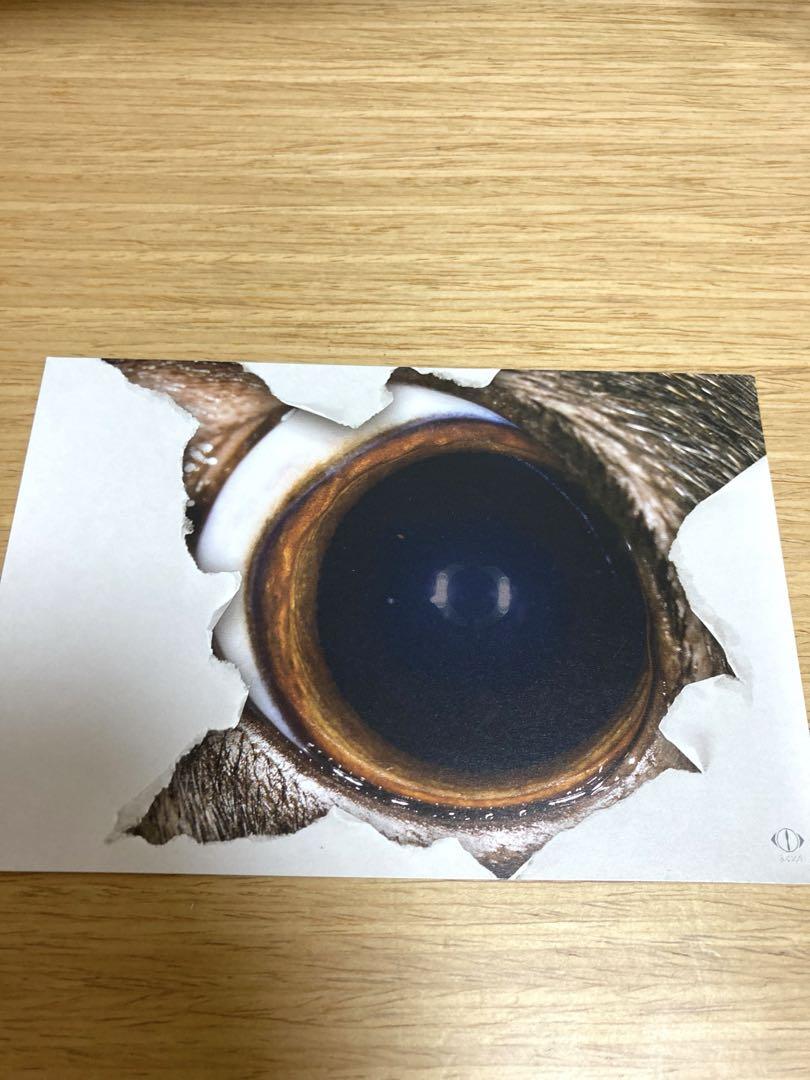 初回限定盤】負け犬にアンコールはいらない