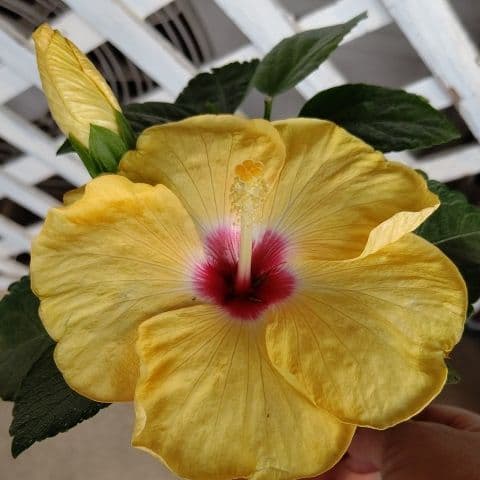お楽しみ色とイエローのハイビスカス2苗 ロングライフシリーズ メルカリ