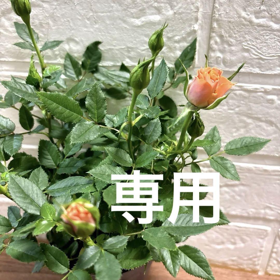 ミニバラ♡オレンジ♡3.5号♡ポットごと宅急便コンパクト