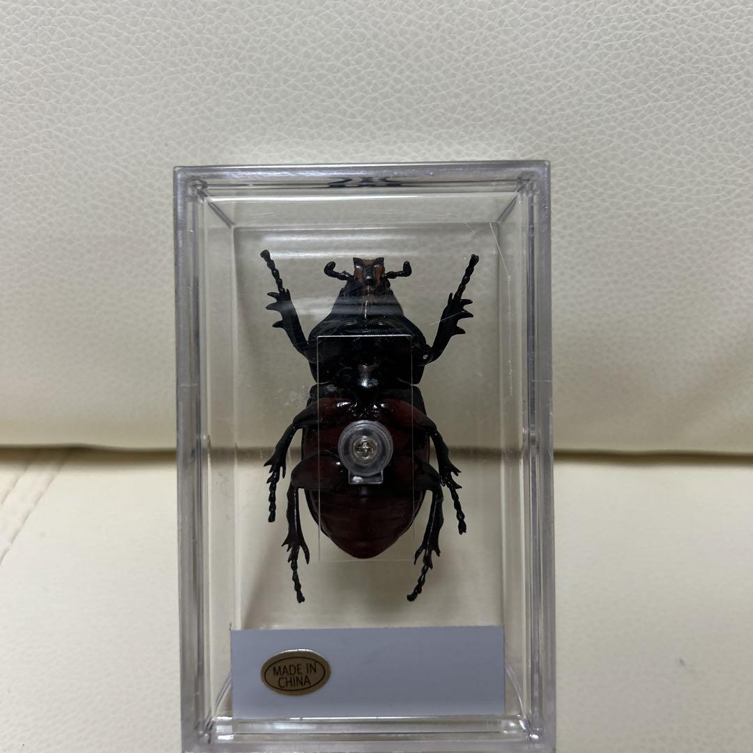 虫の標本 カブト虫 3体
