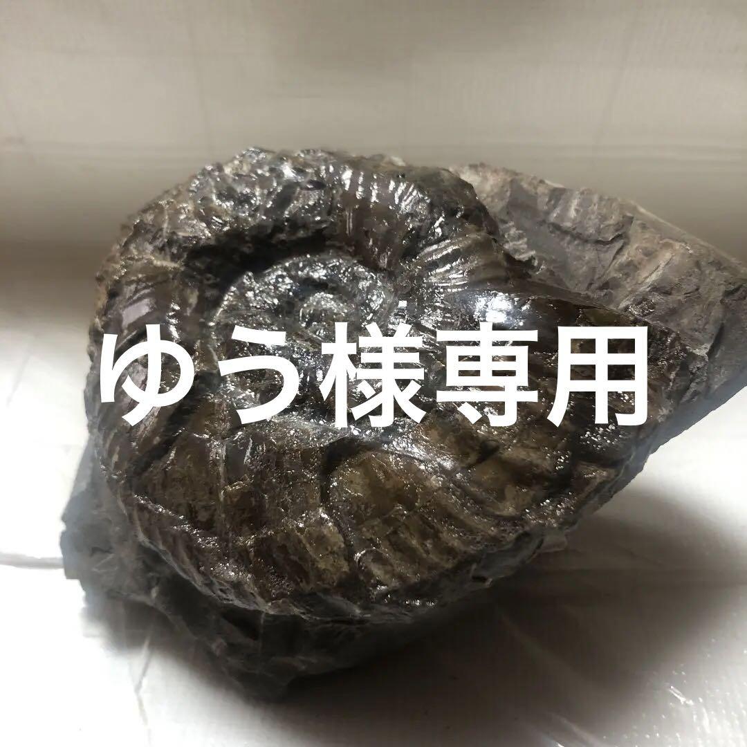 北海道産のアンモナイト - assocuore.net 北海道産のアンモナイト - assocuore.net