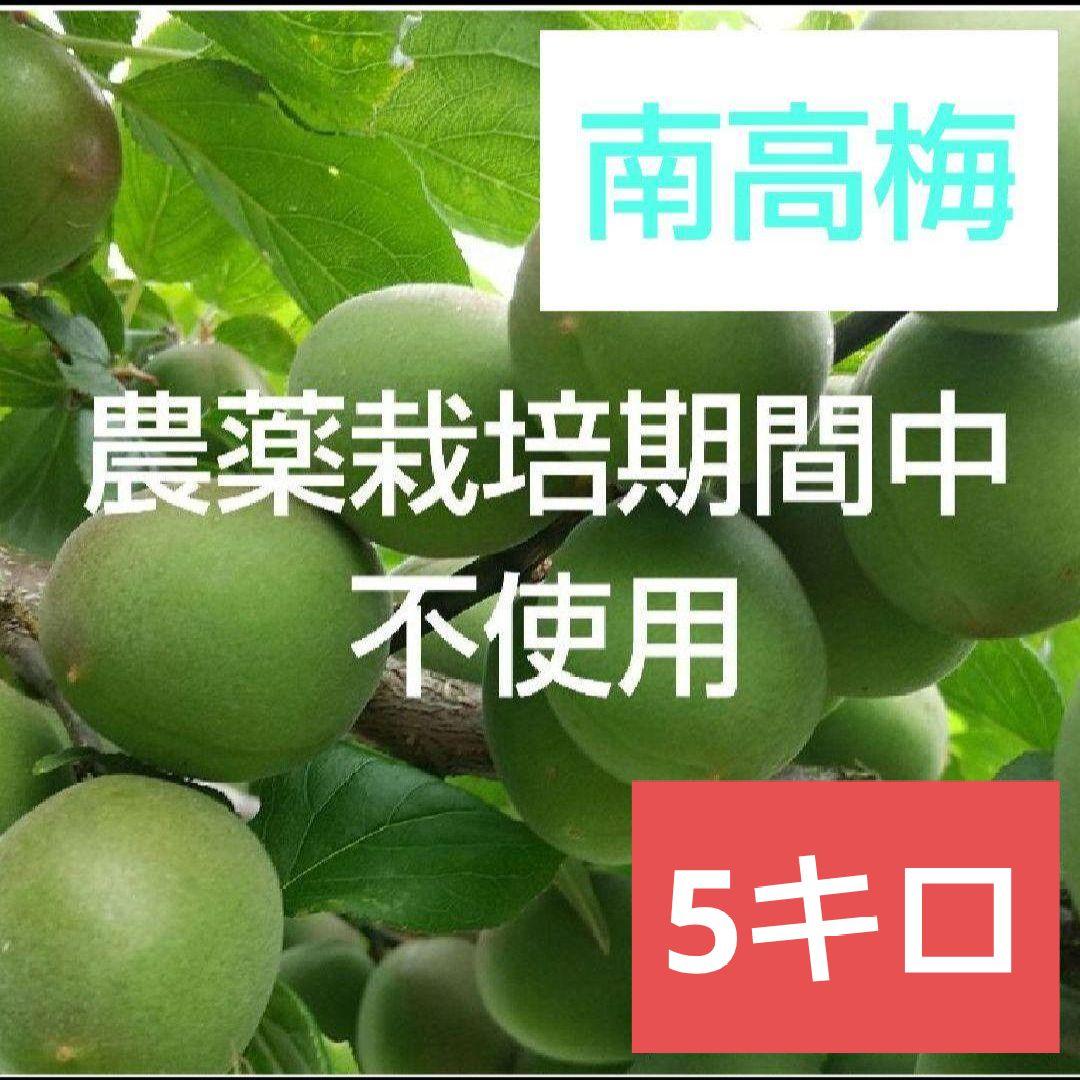 46農薬栽培期間中不使用 南高梅 青梅 約5㎏(箱込)