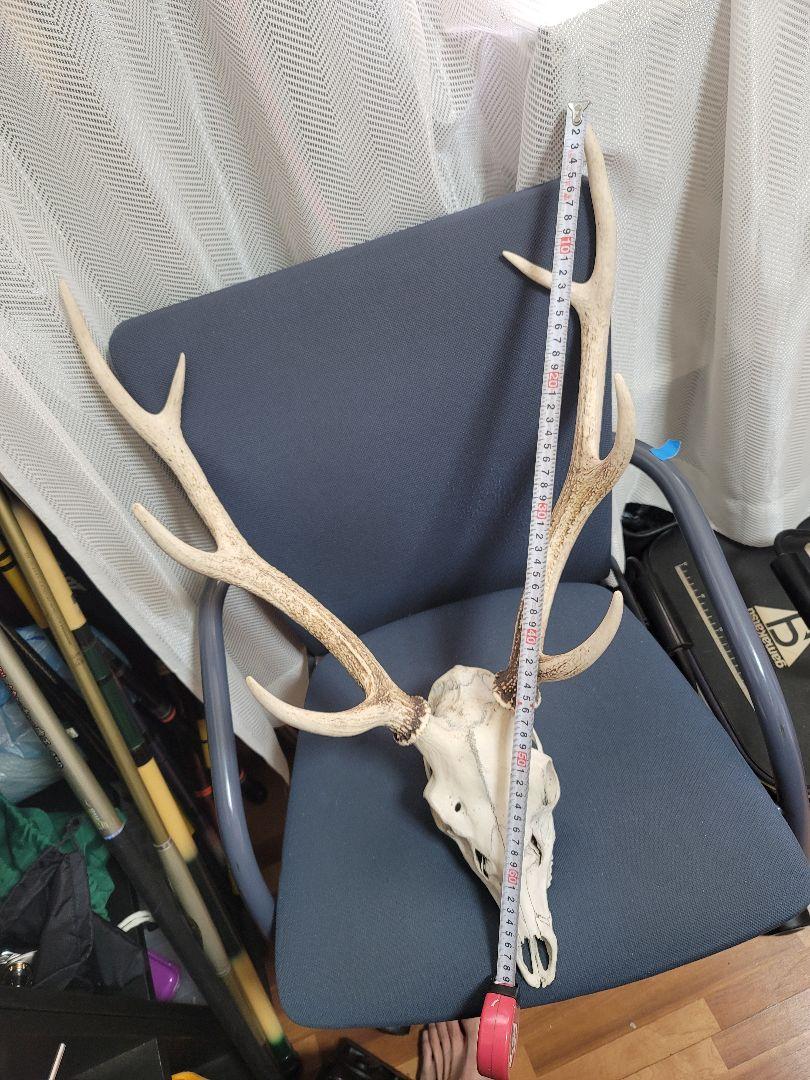 鹿の角2  トロフィー