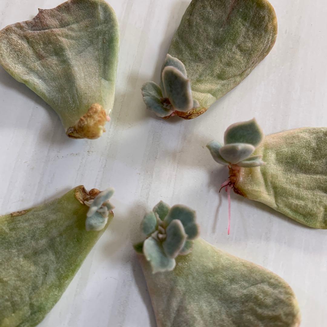 多肉植物✿リラシナ錦 葉挿し5枚 - メルカリ