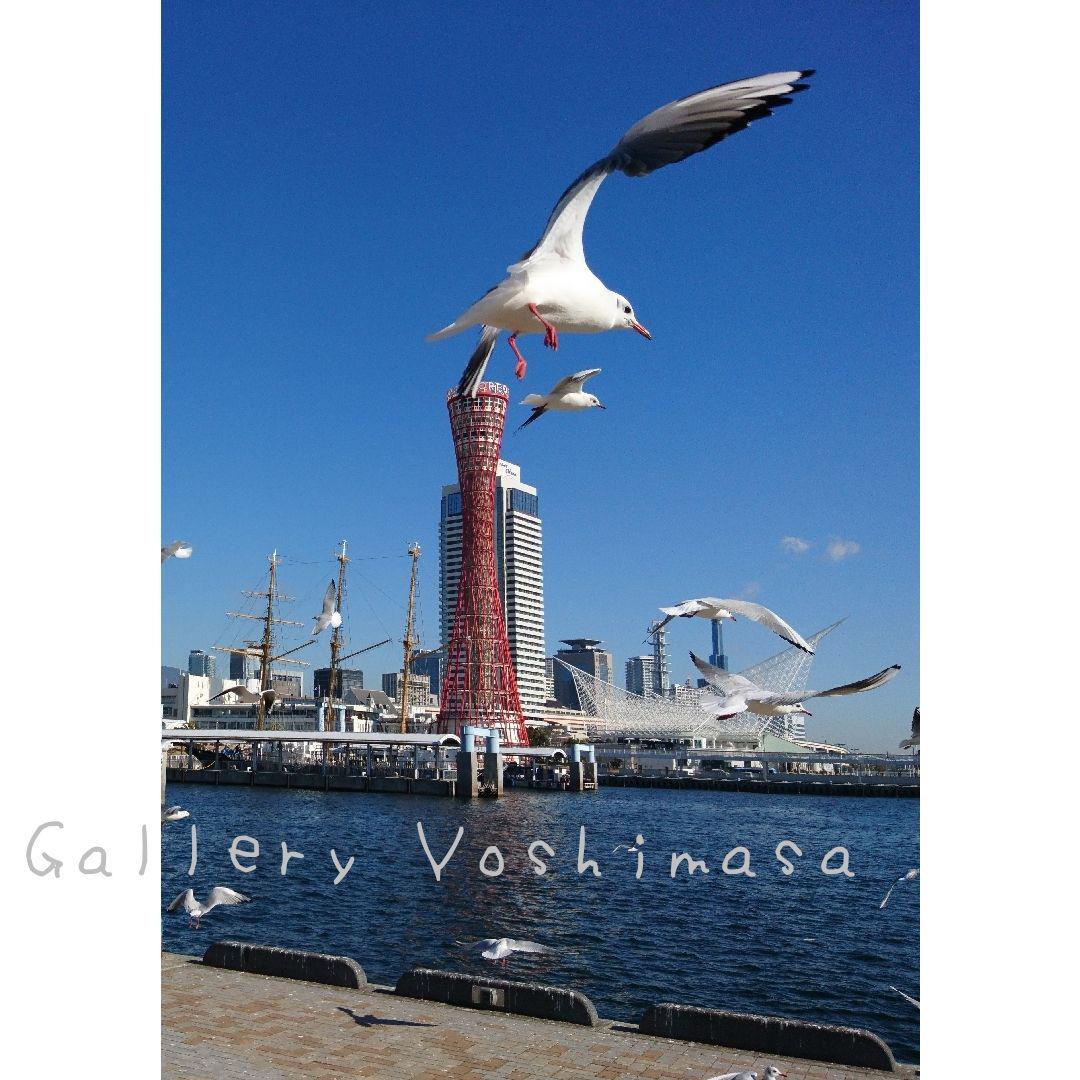みなと神戸に咲く華 「ユリカモメ」 2L判サイズ光沢写真縦 写真のみ 送料無料