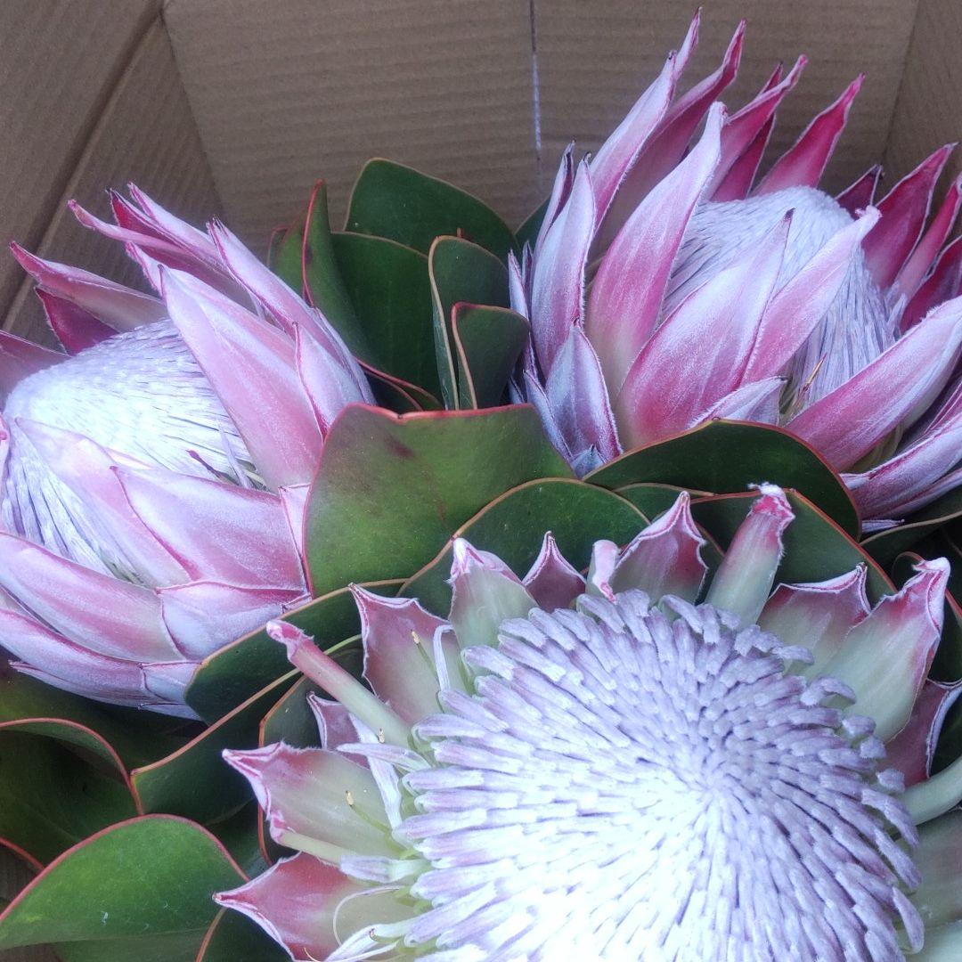 10 Off 最終値下げ 3本 キングプロテア フラワー ガーデン