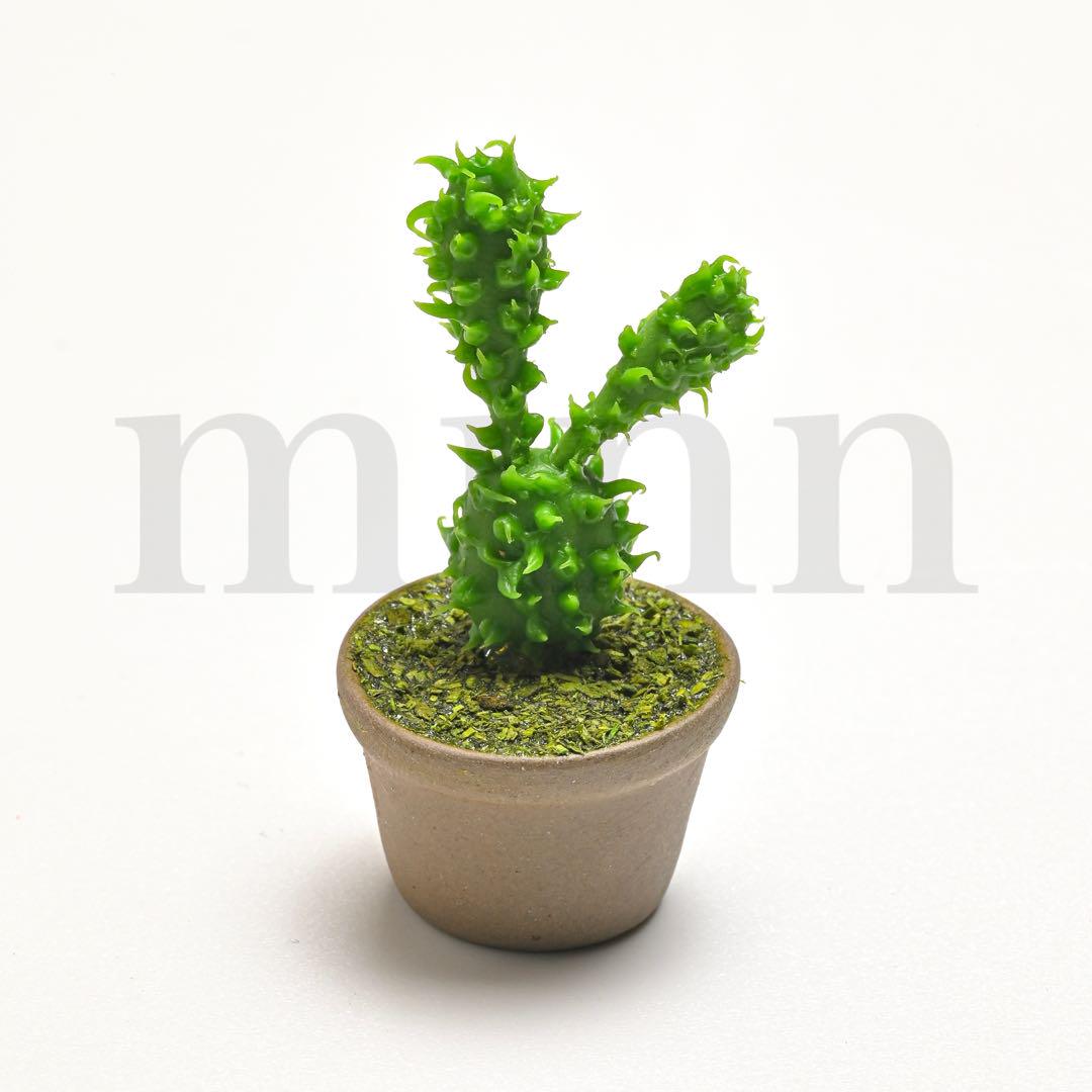 福袋 オンライン 未開封】世界の奇妙な植物たち バニーカクタス メルカリ - その他