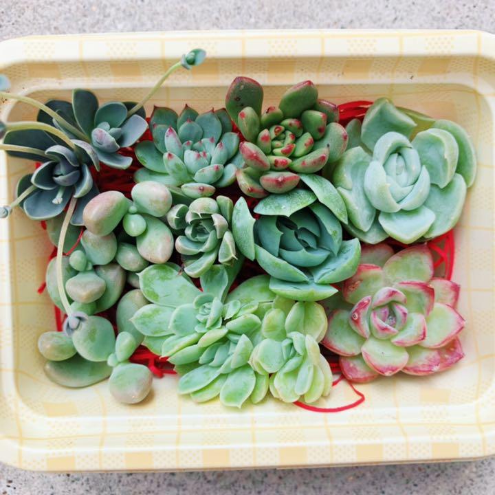 メルカリ 多肉植物 カット苗set 植物 観葉植物 2 111 中古や未使用のフリマ メルカリ 多肉植物 カット苗set 植物 観葉植物 2 111 中古や未使用のフリマ