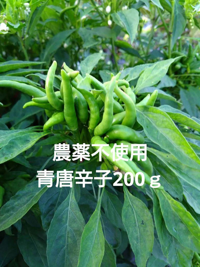唐辛子 青唐辛子 いろいろミックス 200g 農薬不使用 唐辛子 青唐辛子 いろいろミックス 200g 農薬不使用 - メルカリ