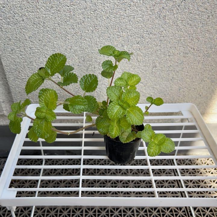 今年の新作から定番まで 観葉植物 スウェーデン アイビー 植物 観葉植物