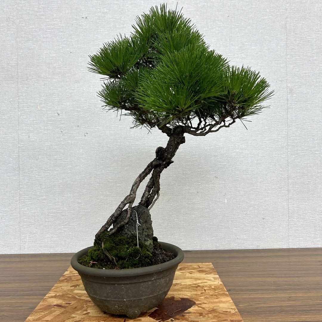 黒松　盆栽　根上がり　植物　鉢付き　インテリア　緑