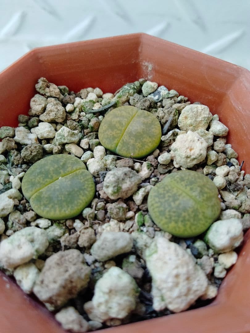 リトープス属　アルビニカ　抜き苗