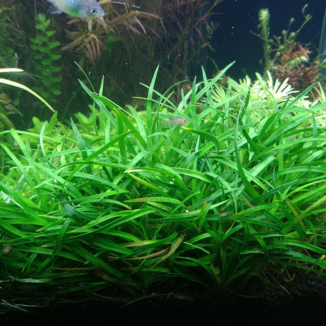 特価 ホシクサ クチ ベトナム産10株水草 ADA 水槽 アクアリウム - メルカリ 特価 ホシクサ クチ ベトナム産10株水草 ADA 水槽 アクアリウム - メルカリ