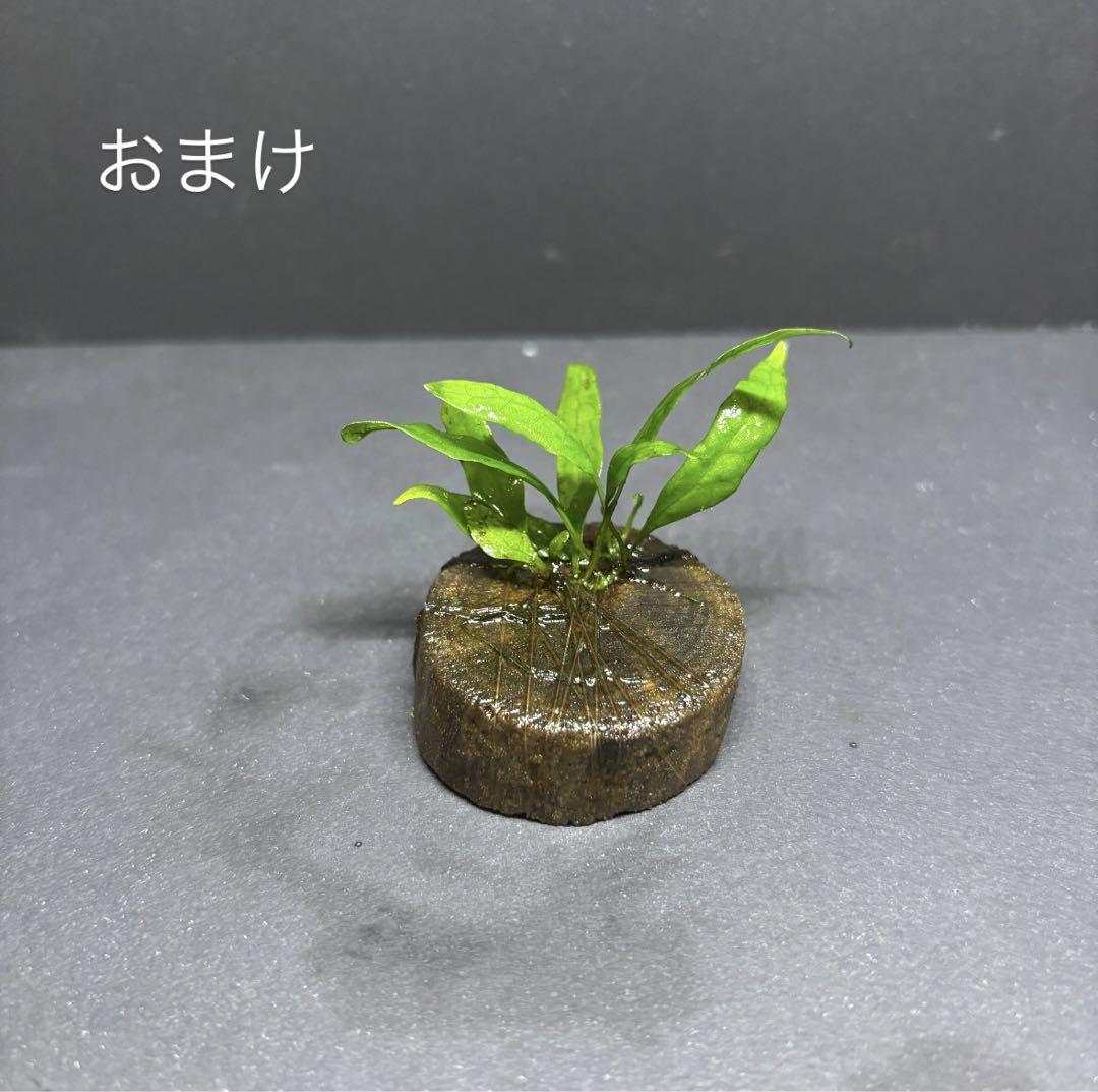 アヌビアスナナゴールデン＆ウィローモス 流木付 水草 アクアリウム no.108