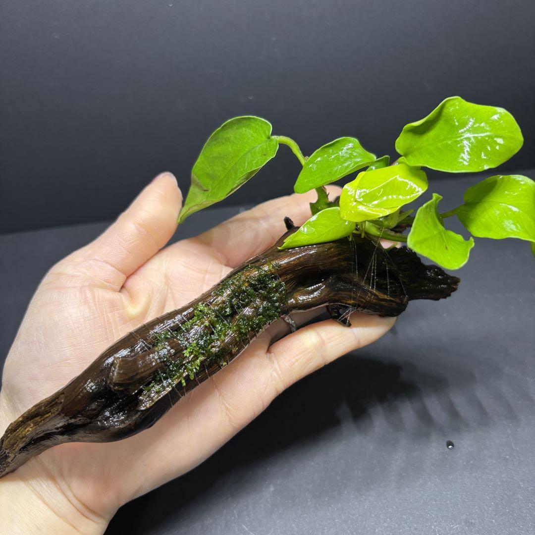 アヌビアスナナゴールデン＆ウィローモス 流木付 水草 アクアリウム no.108