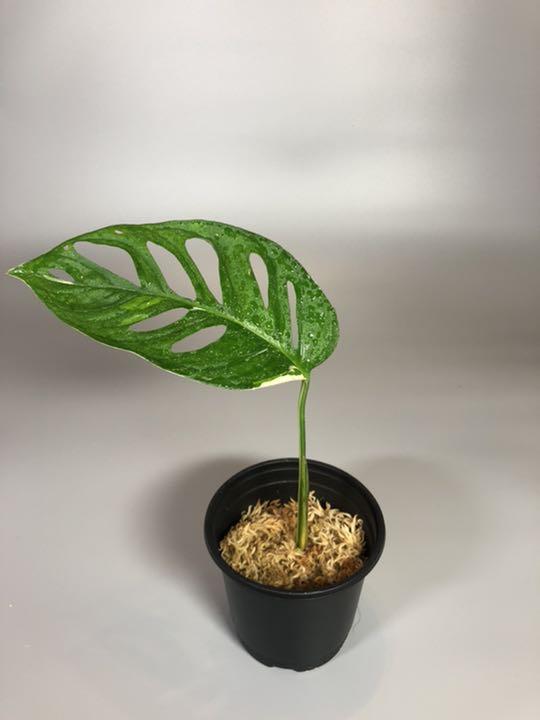 グレイ系【お買得!】 マドカズラ 斑入り Monstera adansonii 6 植物/観葉植物 インテリア・住まい・小物グレイ系¥13,500-kafek.dk グレイ系【お買得!】 マドカズラ 斑入り Monstera adansonii 6 植物/観葉植物 インテリア・住まい・小物グレイ系¥13,500-kafek.dk