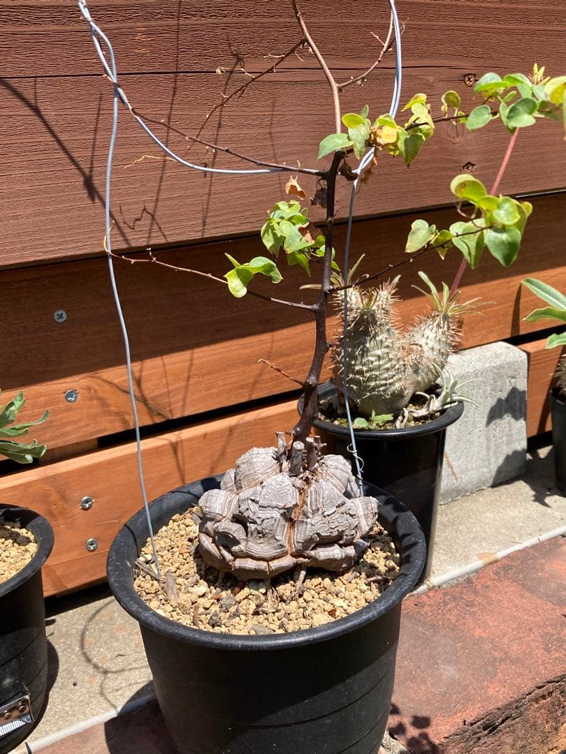 亀甲竜　大きめ 