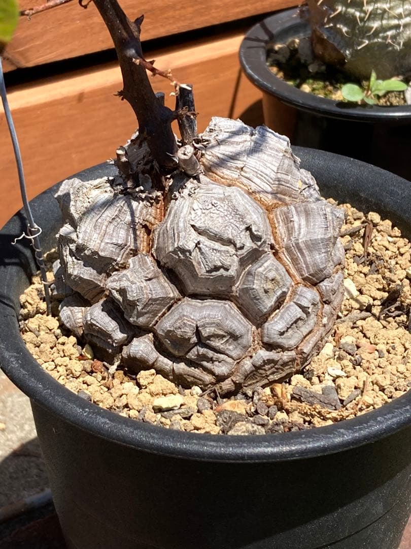 亀甲竜　大きめ 