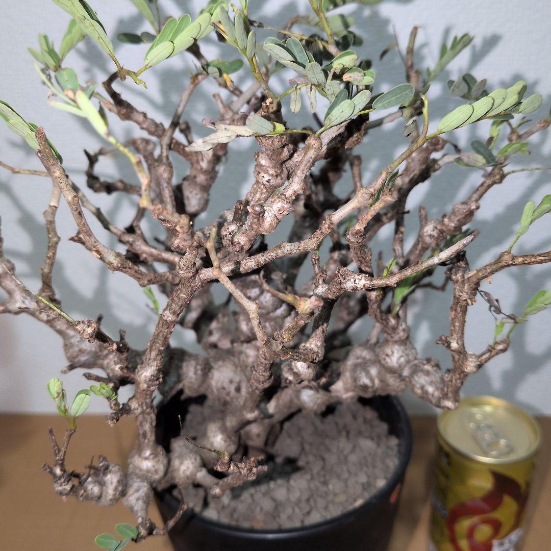 ゴツゴツ肌 鉢付きやや傷や汚れあり