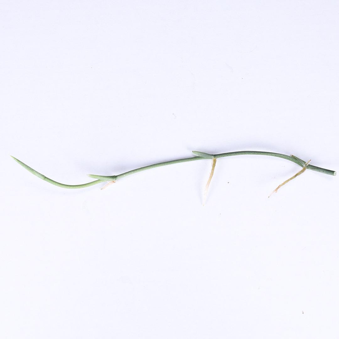 人気 874s発根済み モンステラ オブリクア ペルー ランナー 植物 観葉植物 インテリア 住まい 小物56 割引 Www Ameublier Com