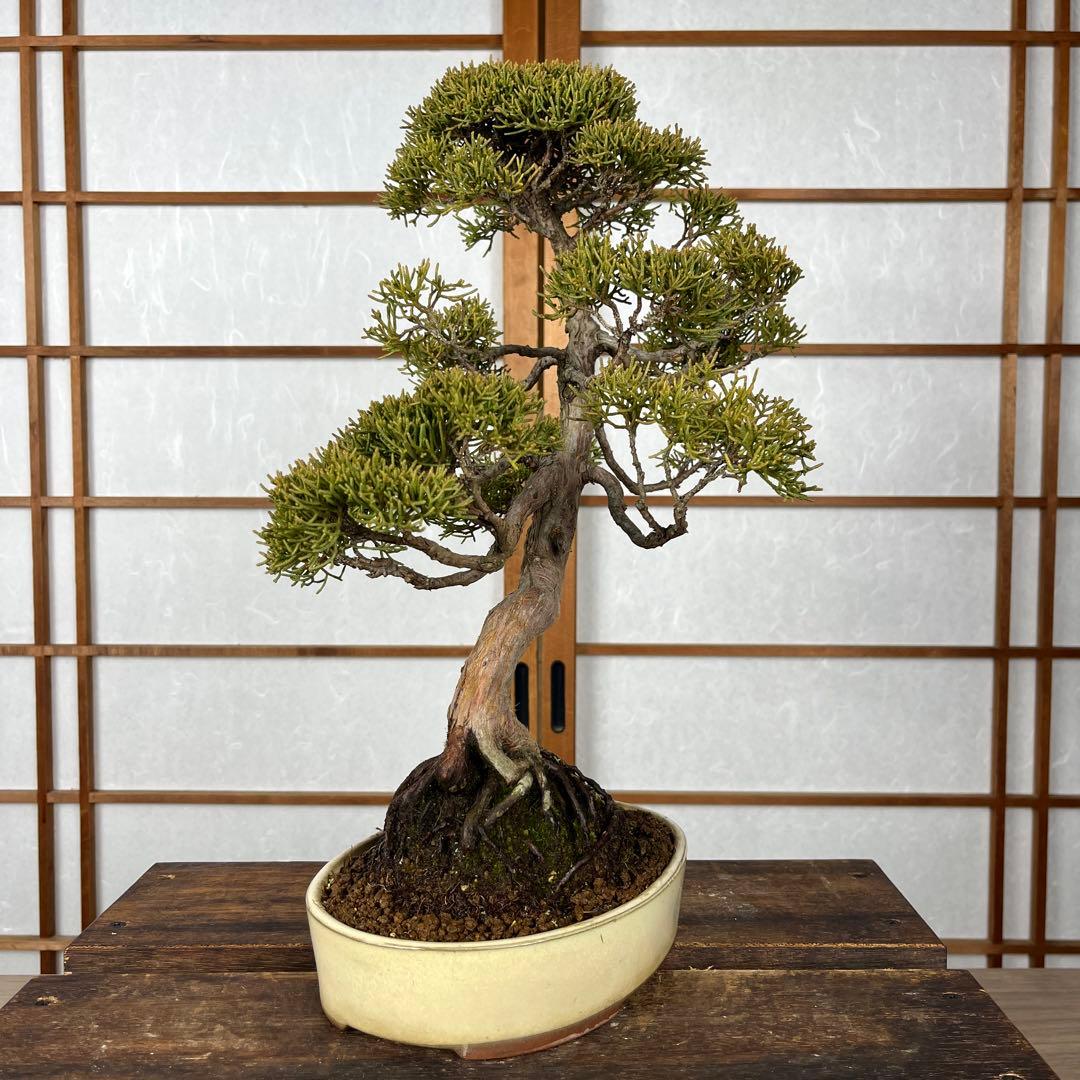 真柏(しんぱく) 盆栽 素材 真柏(しんぱく) 