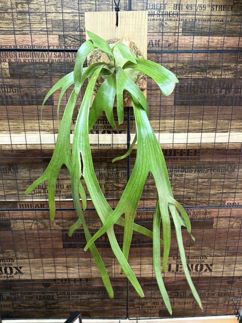 P.willinckii x bifurcatum／ウィリンキー×ビフルカツム