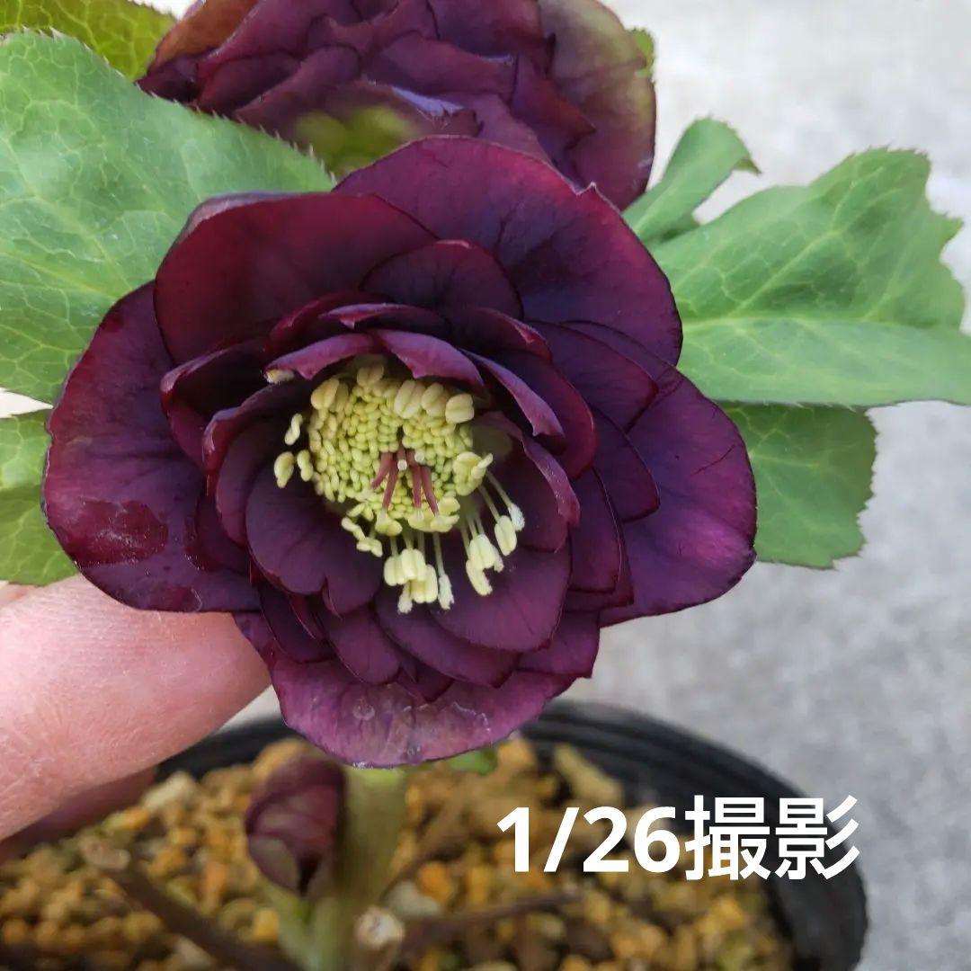 開花株クリスマスローズ・ddワインレッドゴールド-537 加藤農園❤️クリスマスローズsd多弁 レッドグロスdd多弁グロス