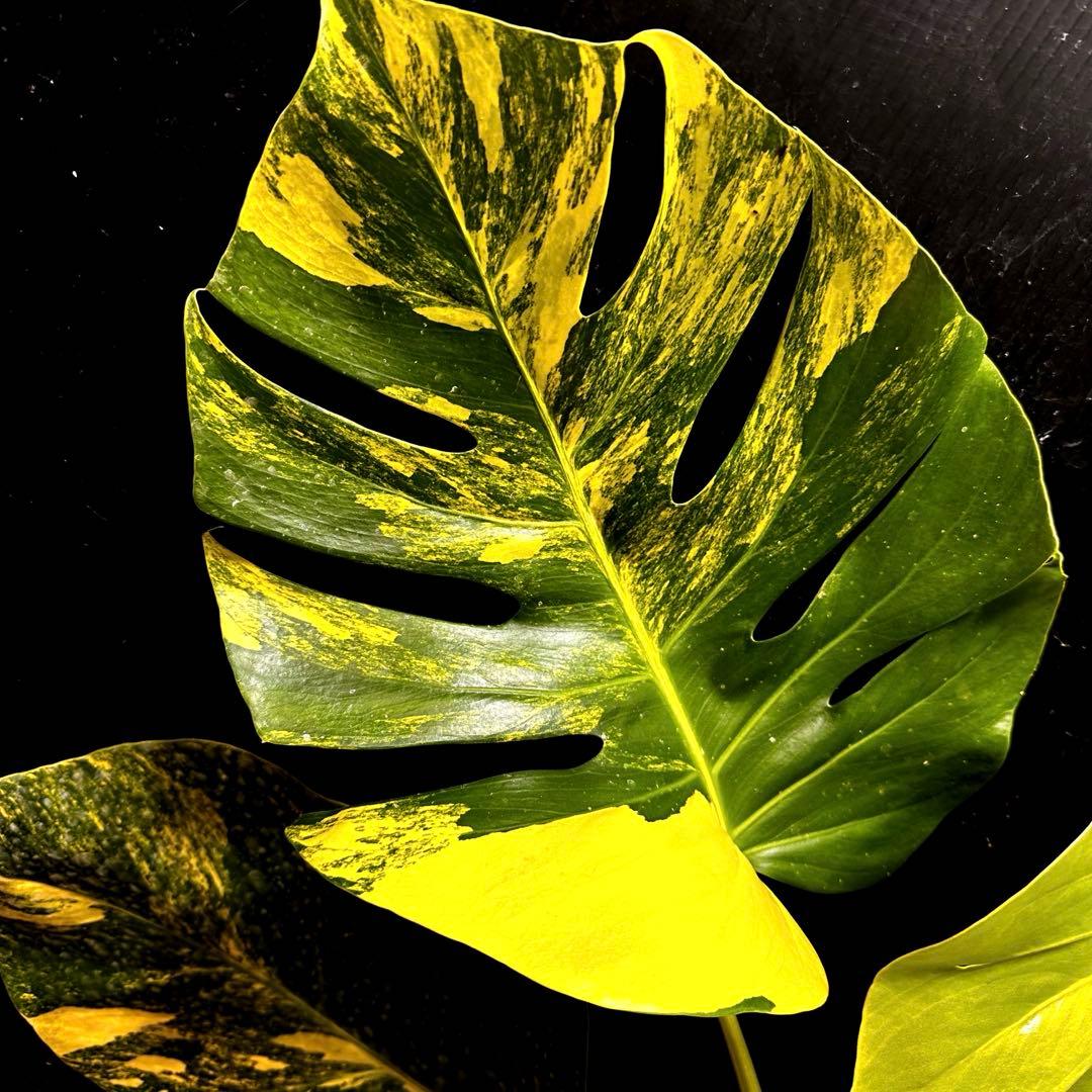 ち*B様 斑入りモンステラボルシギアナオーレア黄斑53㎝ベアルート/検索→イエロ