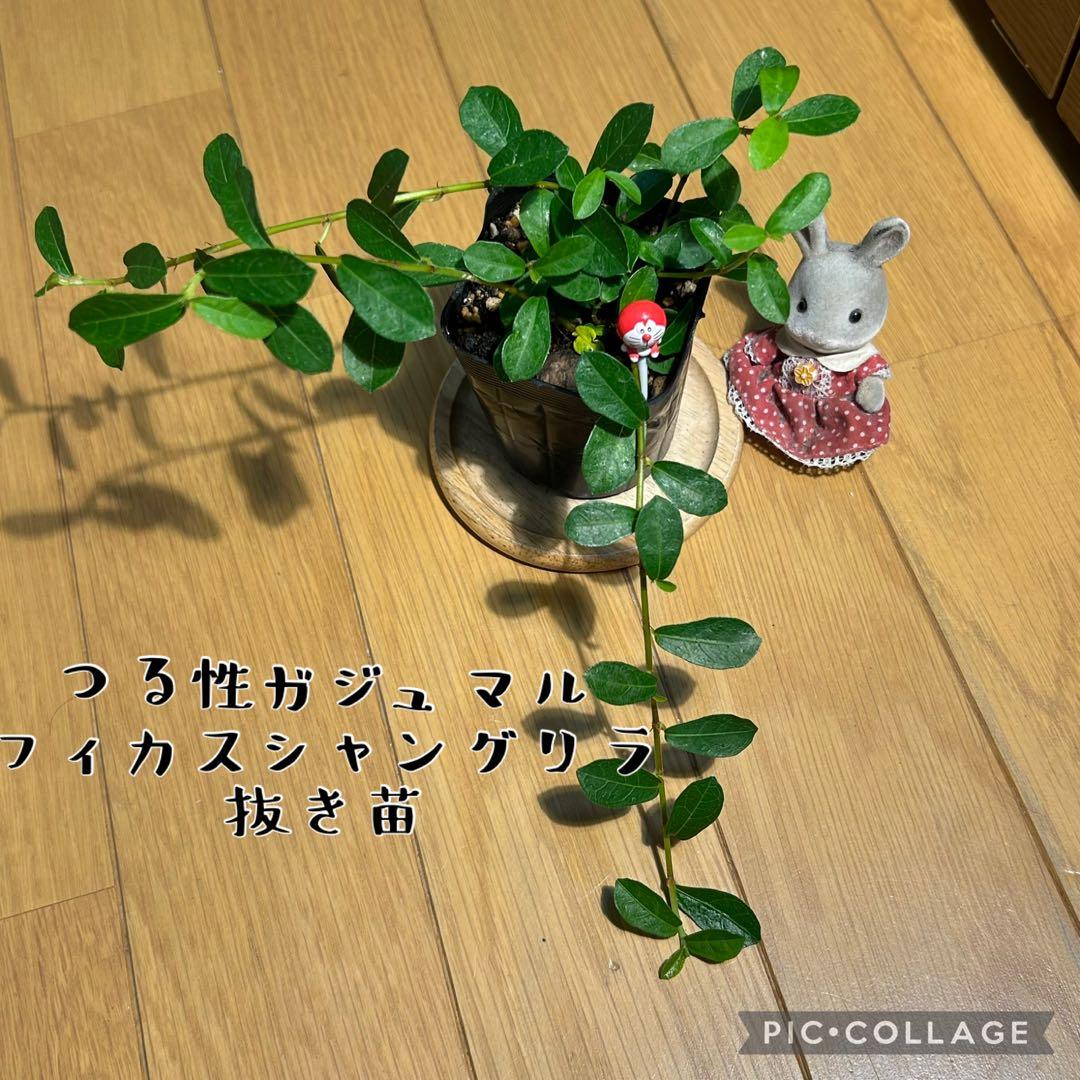 つる性ガジュマル　フィカスシャングリラ　抜き苗　根付き　ミニドラ