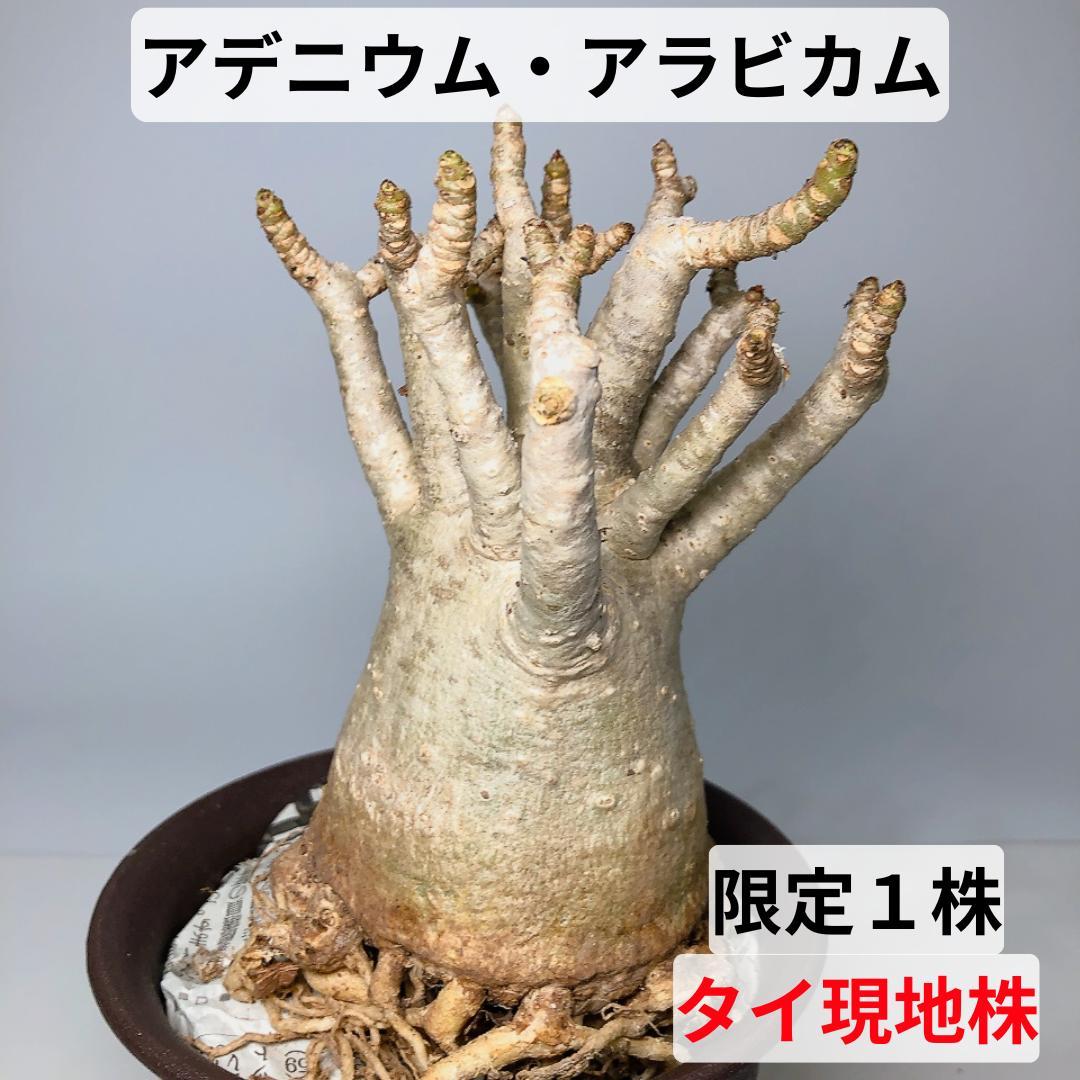 ※鉢植発送　SA94　アデニウム　アラビカム　ドワーフサイズ　たこ足　現地株