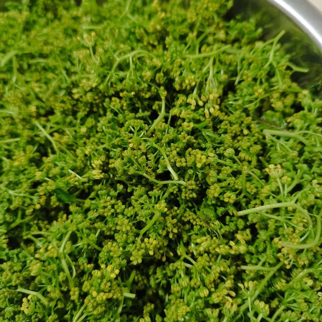 送料無料 店舗 迅速発送！花山椒 新鮮摘みたて 野菜 200g 野菜
