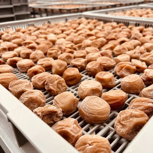 数量限定! 紀州南高梅 樽 10000g 無添加 和歌山 紀州 白梅 数量限定! 紀州南高梅 樽 10000g 無添加 和歌山 紀州 白梅