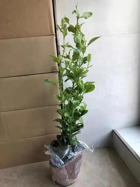 健康的な果樹 約1メートル