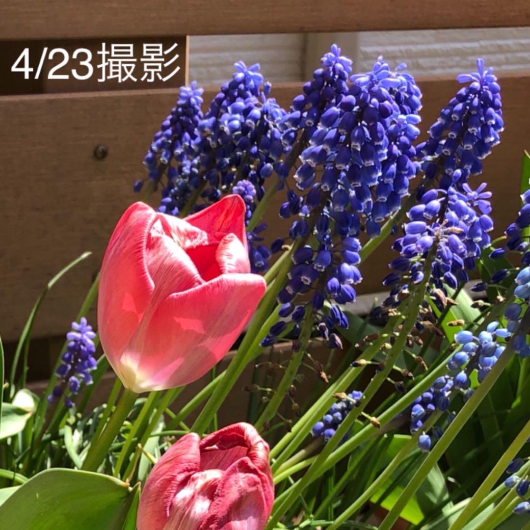 メルカリ ムスカリの種 300粒 植物 観葉植物 500 中古や未使用のフリマ
