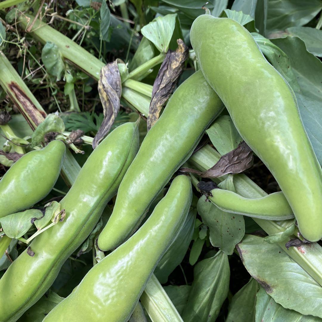 新鮮　徳島産無農薬　そら豆10キロ