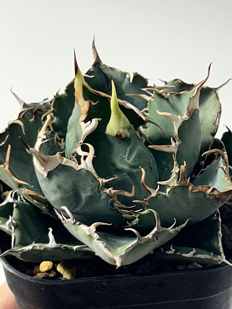 アガベ チタノタ 白鯨 中株 | Agave Rocon