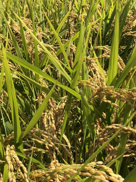 奈良県産 新米 ヒノヒカリ 20キロ