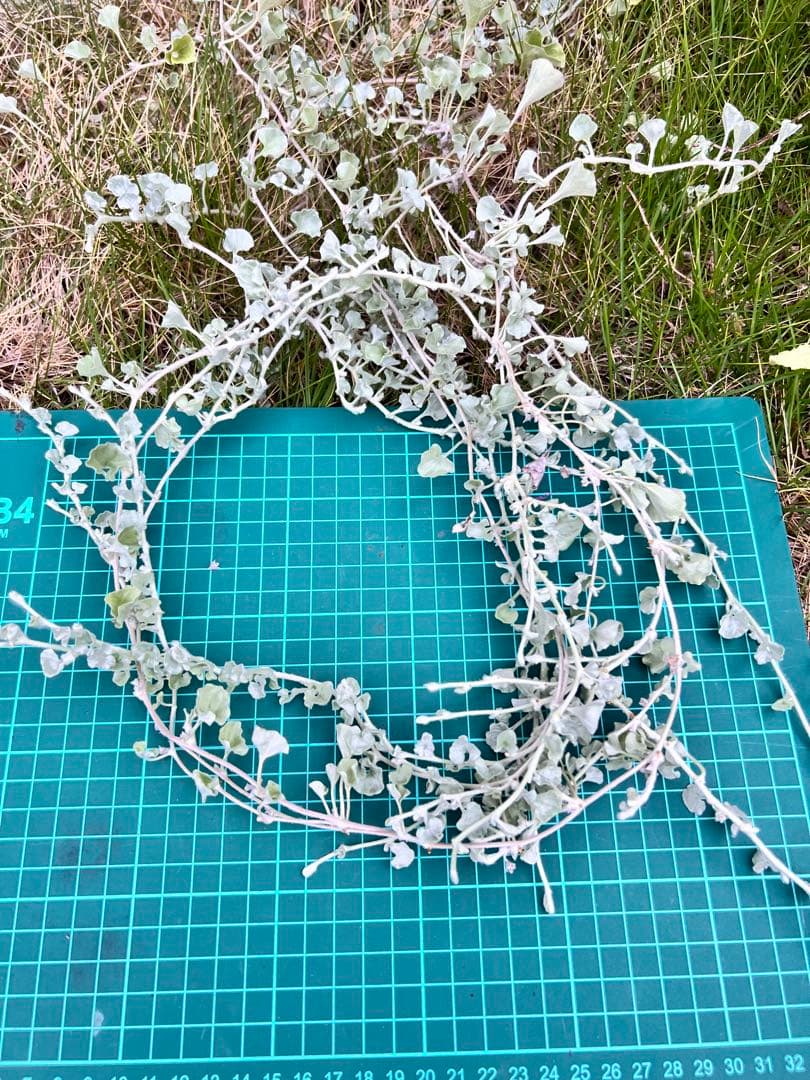 ディゴンドラ シルバーフォール リースの材料にやや傷や汚れあり YUZUMIYA_COM