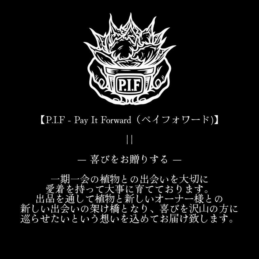 海坊主さん　アガベ　チタノタ　スナグルトゥース　メルカリ便 アガベ チタノタ 