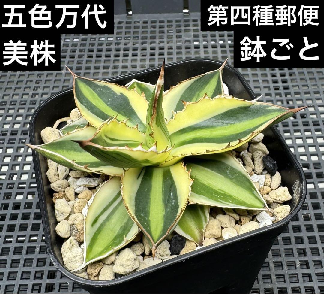 アガベ チタノタ シーザー 鉢ごと 強刺 美株 （親株 アガベ