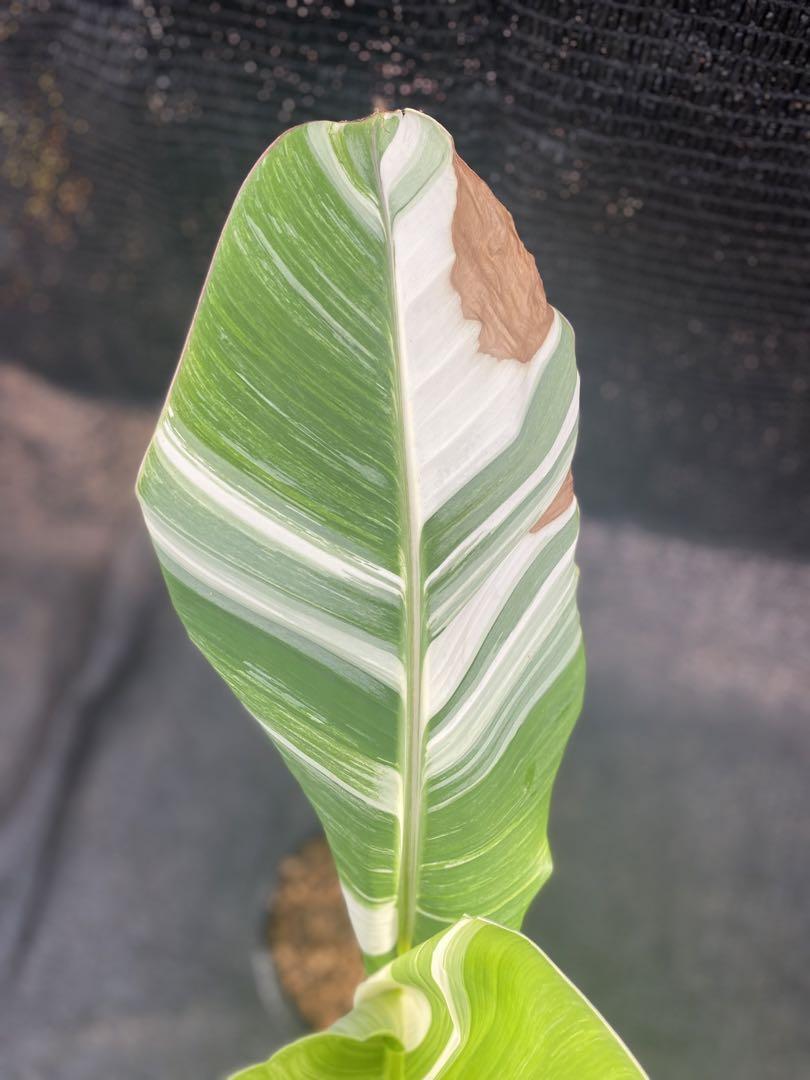 斑入りタニーバナナ 希少バナナ苗