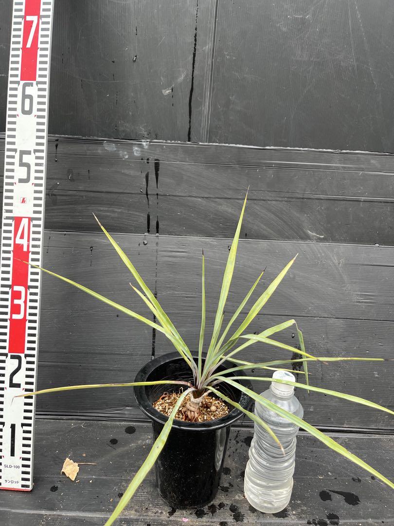 ユッカ ロストラータ　根上がり　植物 黒鉢 高さ約40cm