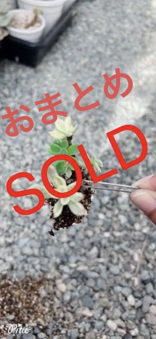 確認用