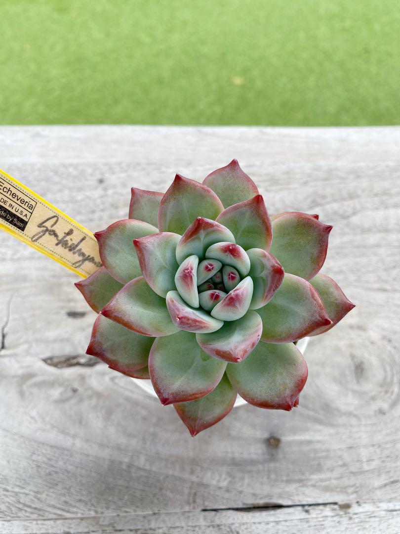 4】カリフォルニア輸入 速達札付き SAMリンゼアナNo.3 希少 多肉植物