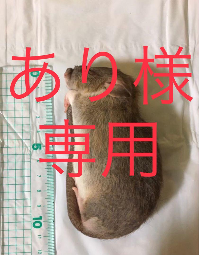 M15 ML37 爬虫類・両生類のエサ M15 ML37 爬虫類・両生類のエサ