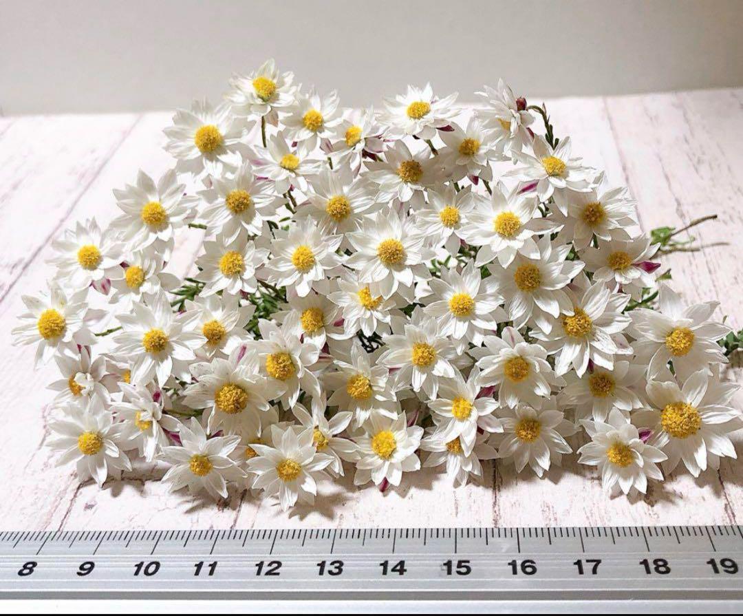 花様専用