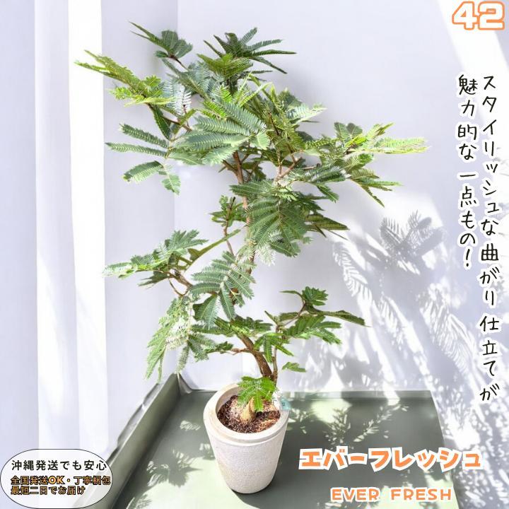 エバーフレッシュ41・曲がり仕立て、有機質用土、観葉植物の