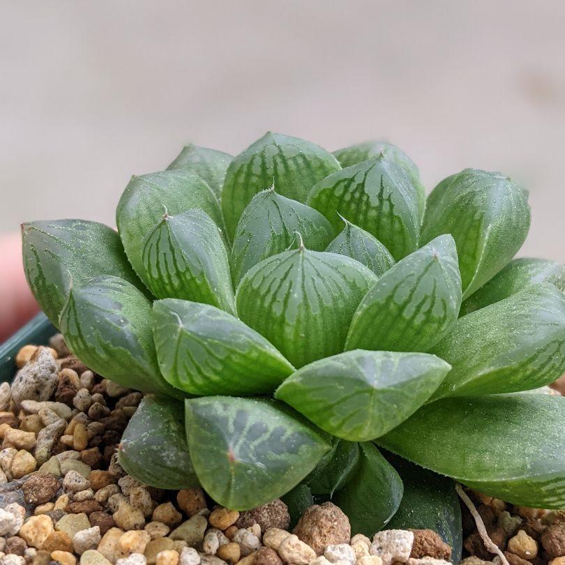 多肉植物 ハオルチア マリン 斑なし株 抜き苗 オブツーサ交配種