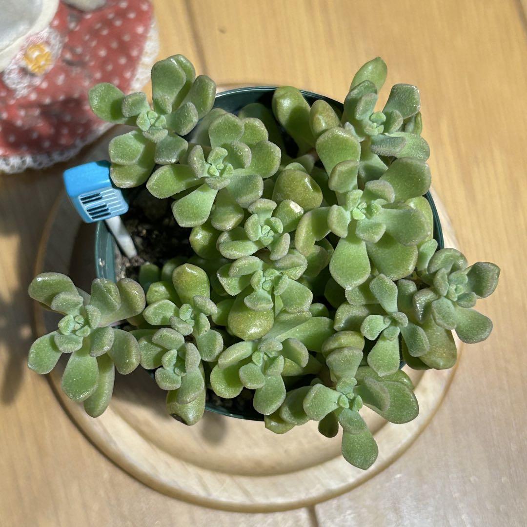 多肉植物 だるま姫秀麗×スプリングワンダー 抜き苗 根付き 鍵盤